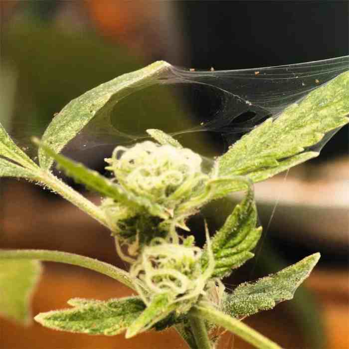 Does diatomaceous earth really kill spider mites
