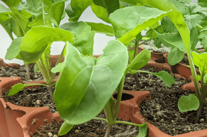 Seeds you should start now