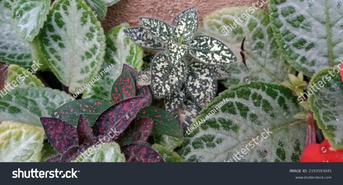 Grow hypoestes phyllostachya indoors