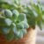 How to Water Succulents A Complete Guide