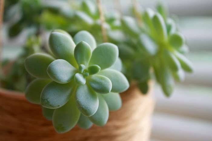 How to water succulents