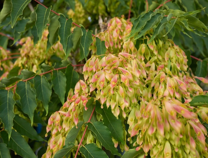 Invasive plants to avoid planting