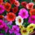 Calibrachoa Great Container Plants