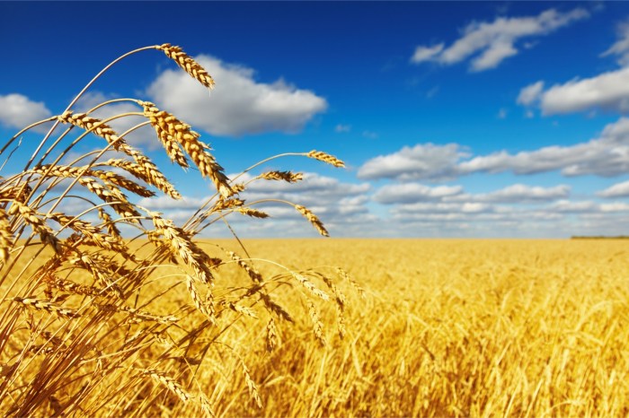How to harvest lavender