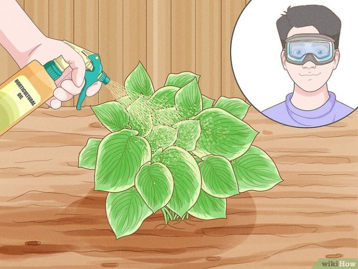 How to get rid of scale insects