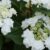 Types of White Hydrangeas A Deep Dive