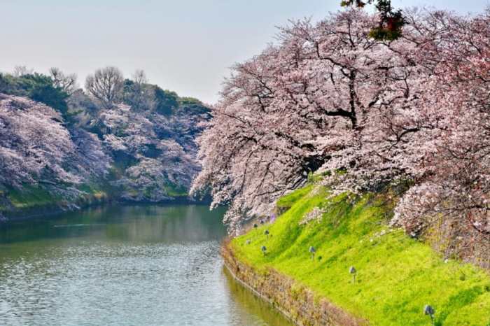 Weeping Cherry Tree Facts » Top Tips Weeping cherry trees the best cascading faves