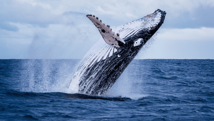 Sperm Whale | Animal Wildlife Whale fin snake plant care guide