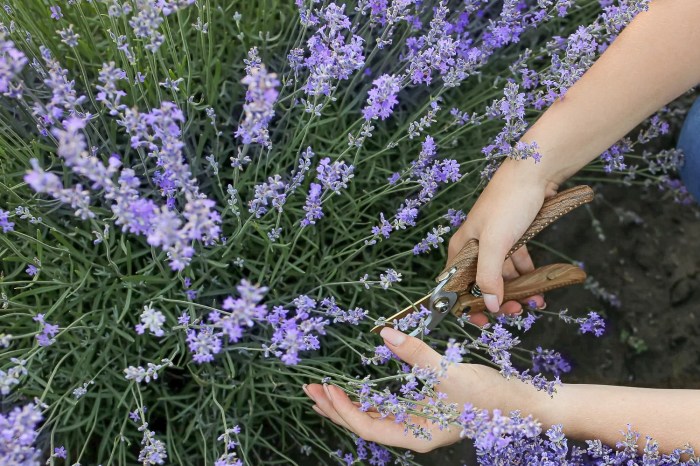 When Does Lavender Bloom? How Can I Extend Flowering? When does lavender bloom