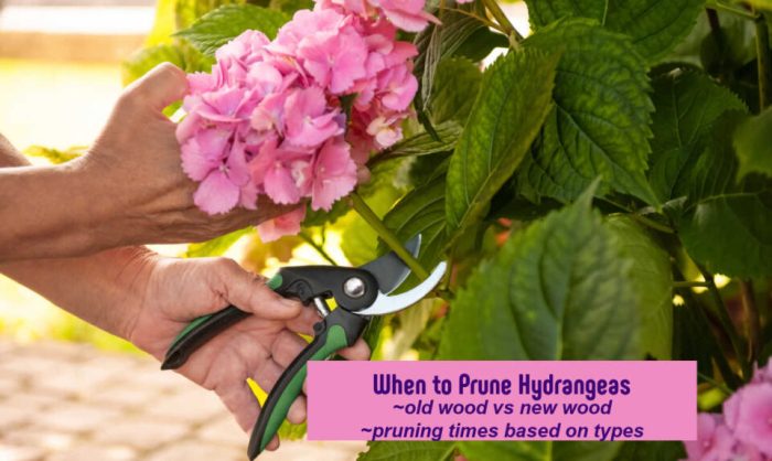 When to Prune Hydrangeas (by Type) For the Best Flowers