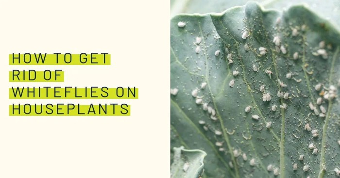 How To Get Rid of Whiteflies on Houseplants – WallyGrow Control whiteflies on houseplants