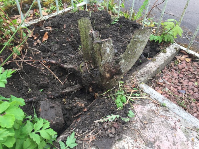 How to remove rose bushes