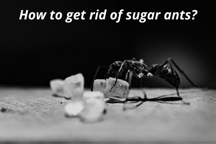 How to get rid of sugar ants