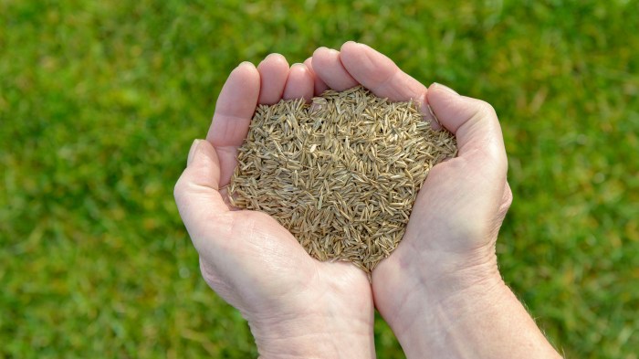 When to plant grass seed
