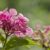 When to Transplant Hydrangeas A Complete Guide