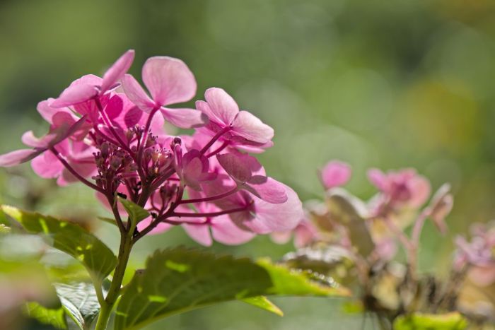 When to transplant hydrangeas