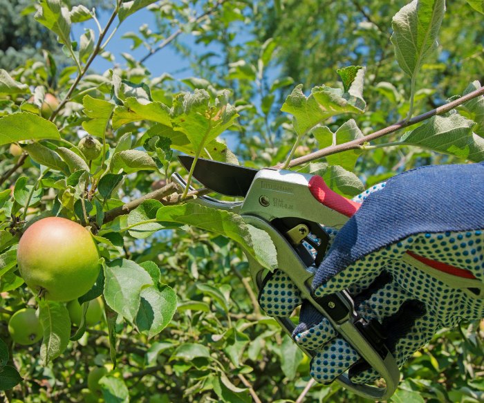 Pruning mistakes to avoid this fall