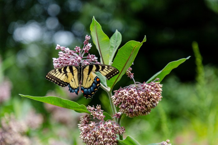 How to plant iris rhizomes