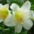 Lily Types to Grow in Your Garden A Comprehensive Guide