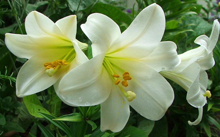 Lily types to grow in garden