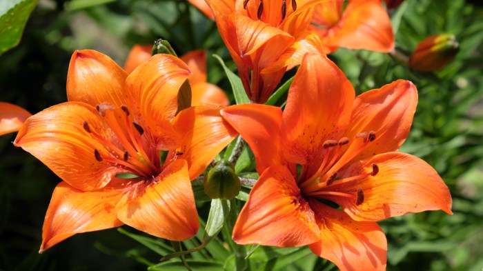 Tiger Lilies: Everything You Should Know Before Planting Lily types to grow in garden