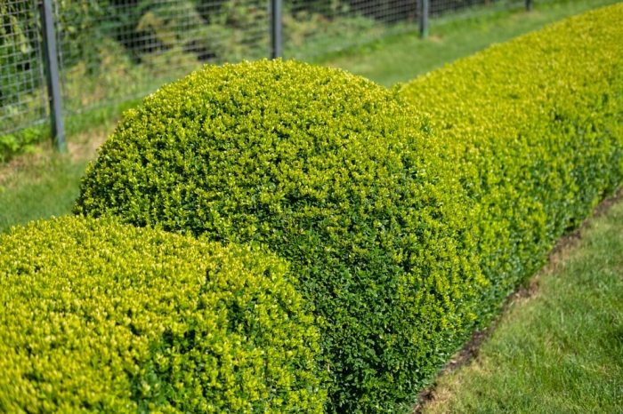 When to trim boxwoods