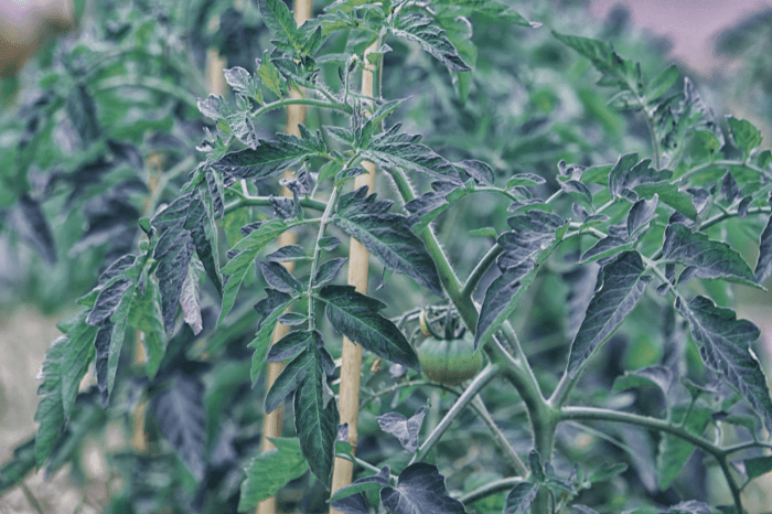 Why Are My Tomato Leaves Turning Purple? Tomato leaves turning purple causes