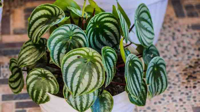 Peperomia hope growing guide