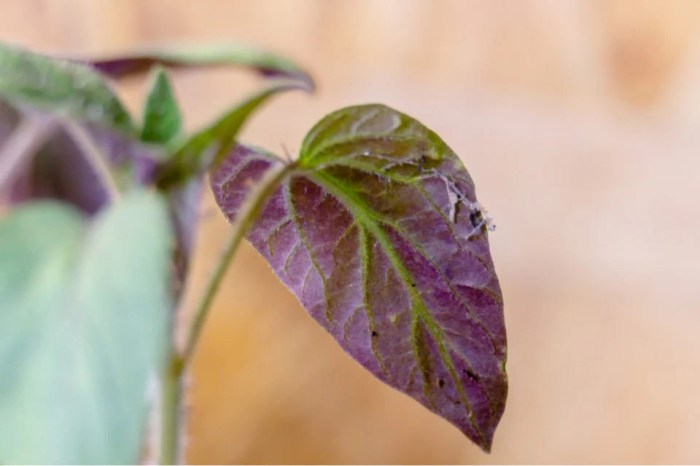 Tomato Leaves turning purple • Vegocracy Tomato leaves turning purple causes