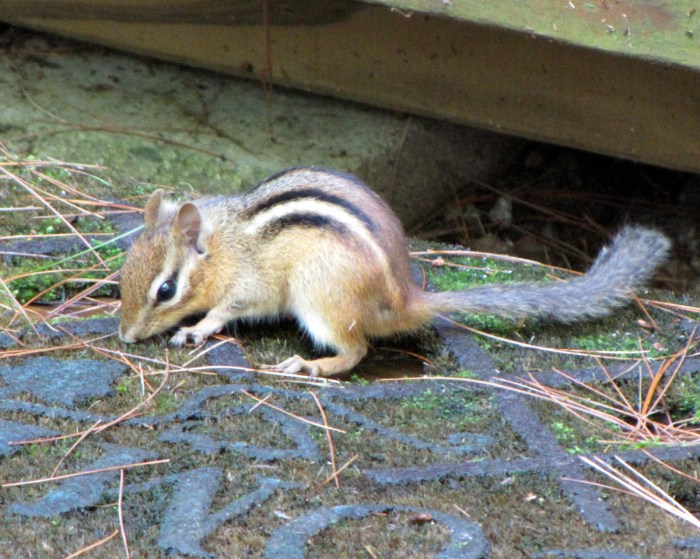 How to get rid of chipmunks