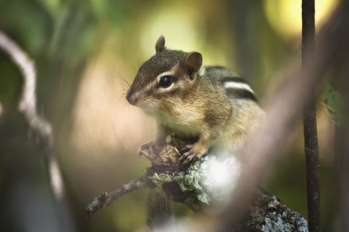 How to get rid of chipmunks