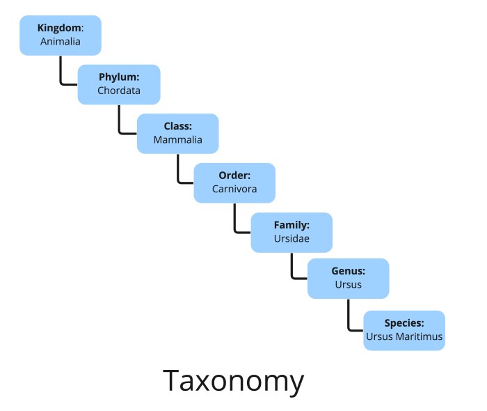 Taxonomy of yarrow plants