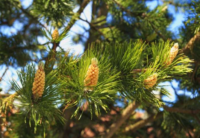 Types of evergreen tree