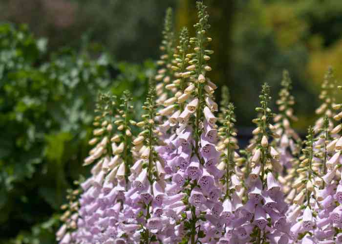 Tall toxic foxglove plants