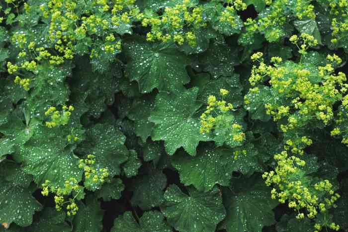Growing ladys mantle alchemilla mollis in the garden