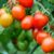 Guide to Fertilizing Tomatoes A Complete Guide