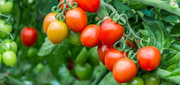 Guide to Fertilizing Tomatoes A Complete Guide