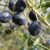 Types of Olive Trees A Deep Dive
