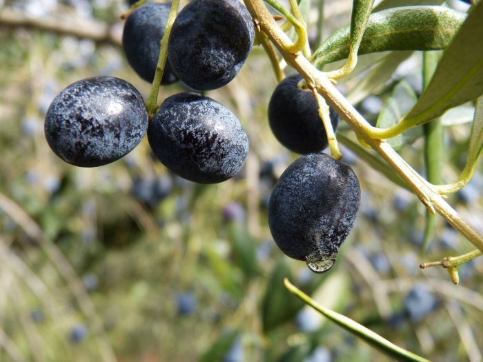 Types of olive trees