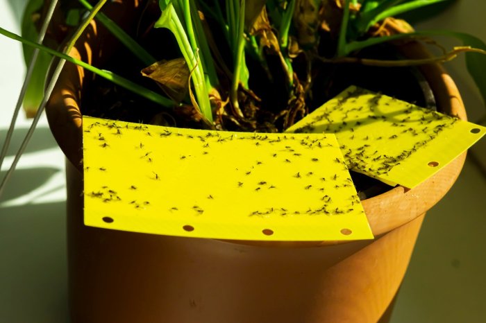 How i finally got rid of fungus gnats