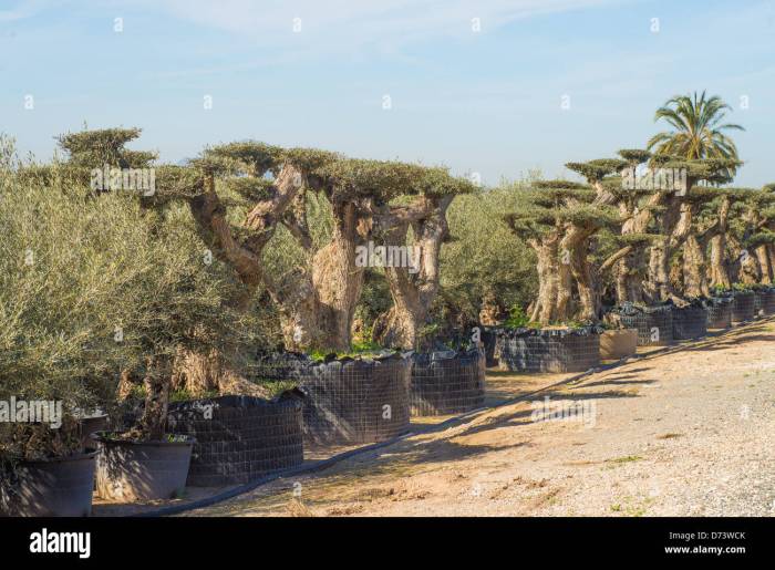 Types of olive trees