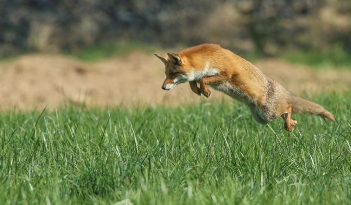 How To: Get Rid of Foxes | Beautiful creatures, Fox, Small pets How to get rid of foxes in your yard