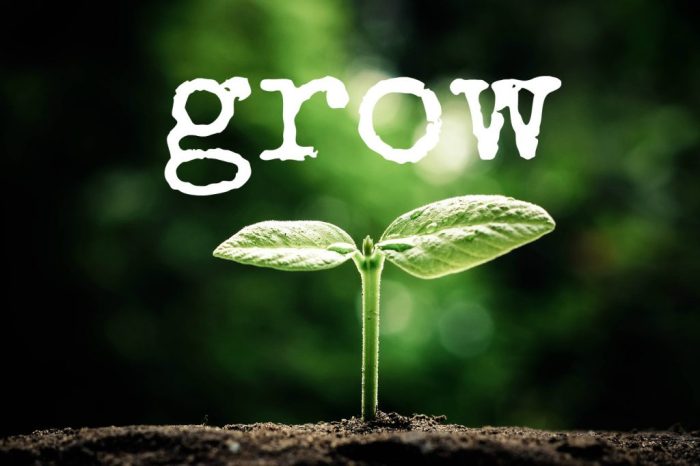 Forum | Can't see us winning this Saturday by MaySixth | TWTD.co.uk How to grow saffron crocus