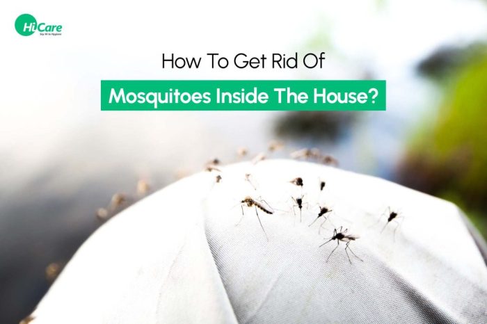 Get rid of mosquitoes 7 natural mosquito repellents for your yard – Artofit How to get rid of mosquitoes in backyard naturally