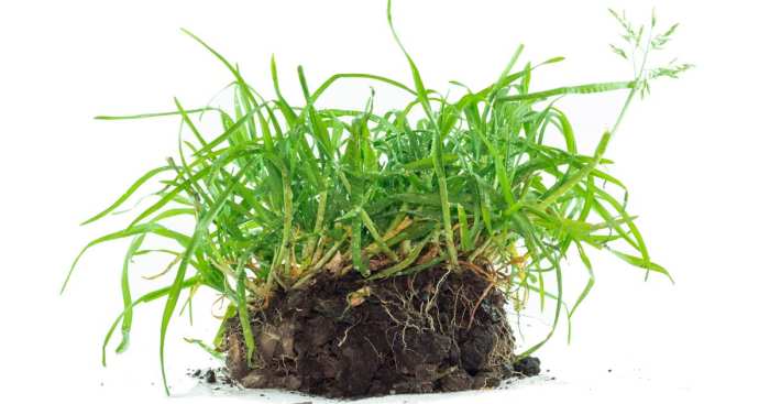 How to get rid of quackgrass