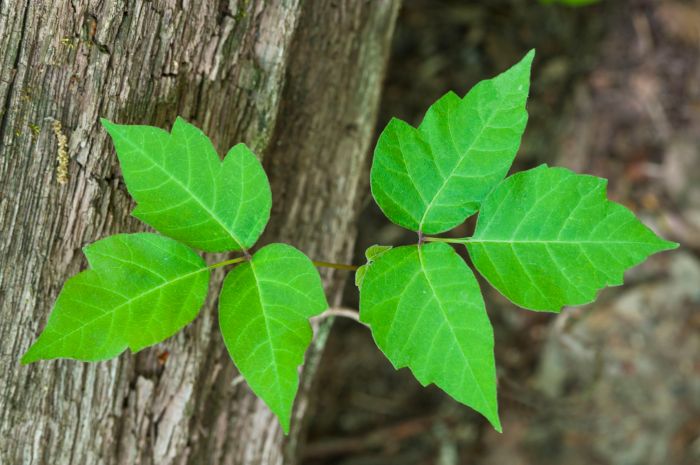 How to Safely Remove Poison Ivy Tips for removing poison ivy safely