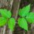 Poison Ivy Safety Tips