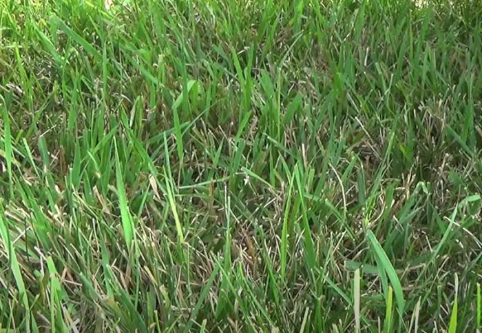 How to get rid of quackgrass