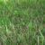 How to Get Rid of Quackgrass A Complete Guide