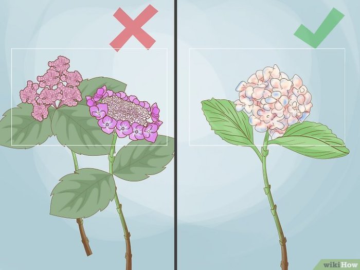 Trick to revive cut hydrangeas